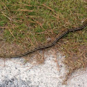 Eastern Ratsnake