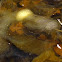 Spotted Salamander eggs