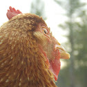 Domestic Chicken.
