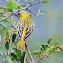 Village Weaver