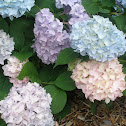 Hydrangea