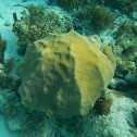 Montastraea coral