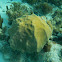 Montastraea coral