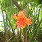 Panama Hat Palm, Chidra, Estococa, Tule