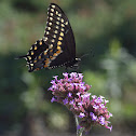 Black Swallowtail