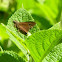 Southern Broken Dash Skipper