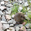Field Mouse