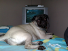 Vendo Bellos Pug Carlinos