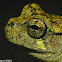 Cope's Gray Treefrog