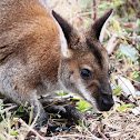 Red-necked Wallaby