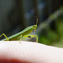New Zealand Praying Mantis