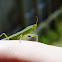 New Zealand Praying Mantis