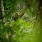 Phayre's langur