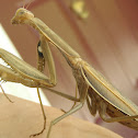 Brown Praying Mantis