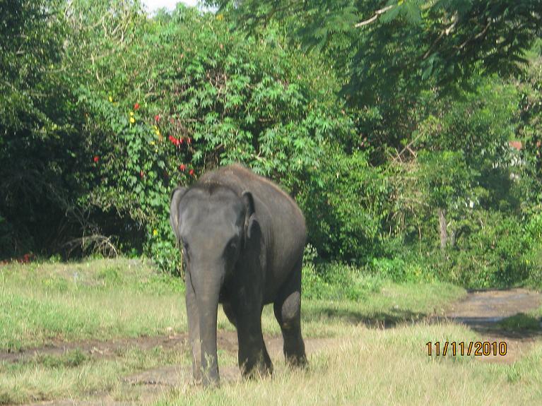 Elephant