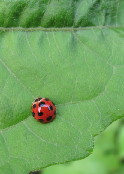 Spotting Image 1
