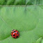 Ladybug