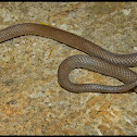 Ring-necked Snake
