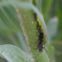 Ant