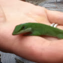 Anole