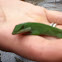Anole