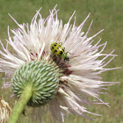 Spotted Cucumber Beetle