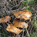 Cogumelo