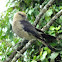 Yellow-headed Caracara, Carrapateiro(Brazil)