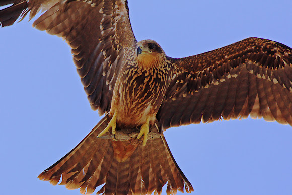 Spotting Image 1