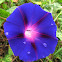 Purple flower