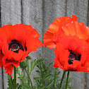 Oriental Poppy