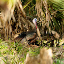 Wild Turkey