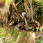 Wild Turkey