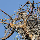 great blue heron fledglings