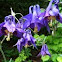 Aquilegia
