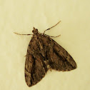 Moth