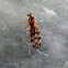 Crane Fly