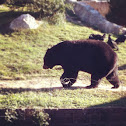 North American Black Bear