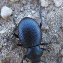 Darkling Beetle