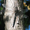 Swamp Darner