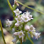 Dodder
