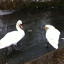 Mute Swan