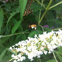 Snowberry Clearwing
