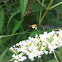 Snowberry Clearwing