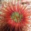 Tube Anemone