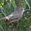Grey Shrike-thrush