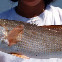 Red Drum
