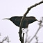 Sunbird