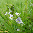 Thyme-leaved Speedwell
