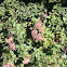 Origanum